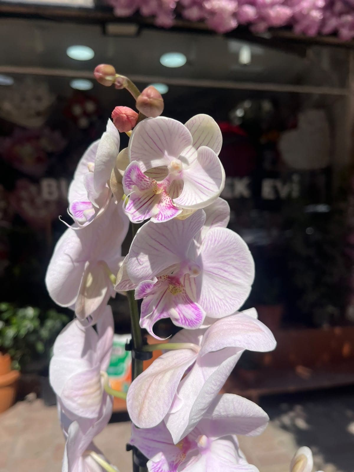 Pudra Pembe Soft Orkide - Küçük Görsel 3