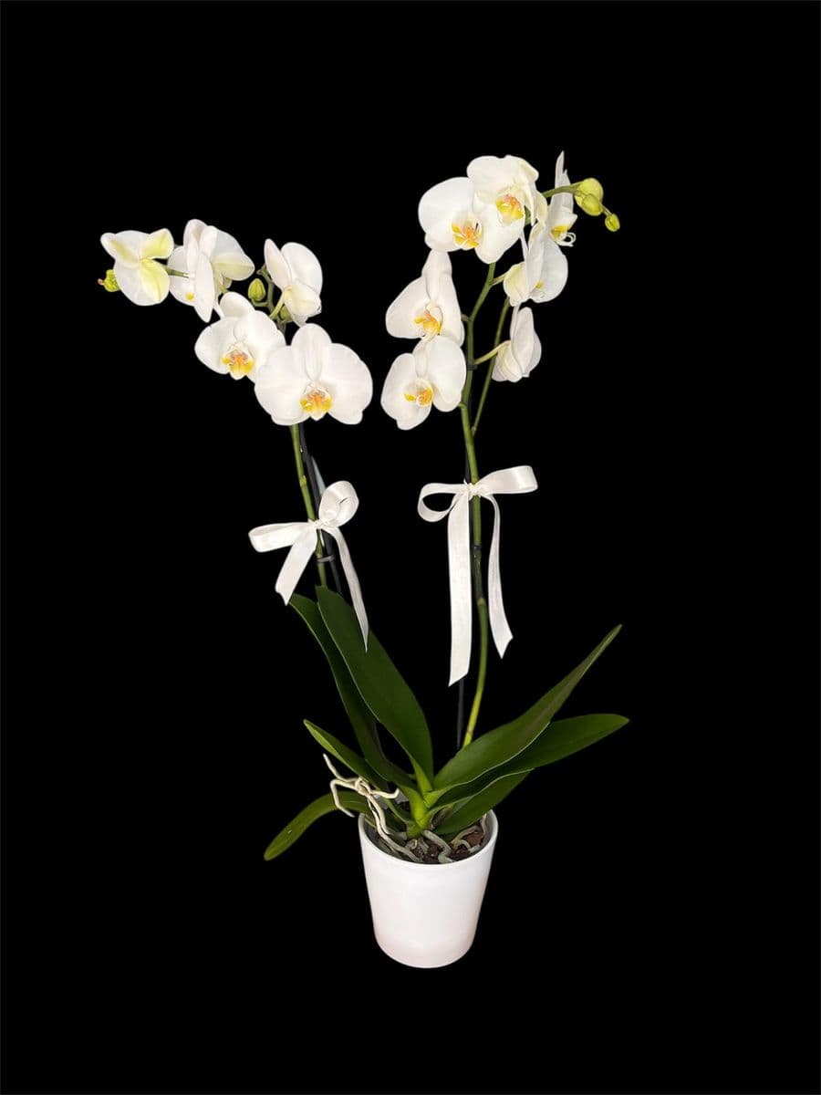 Beyaz Zerafet Orkide - Görsel 1
