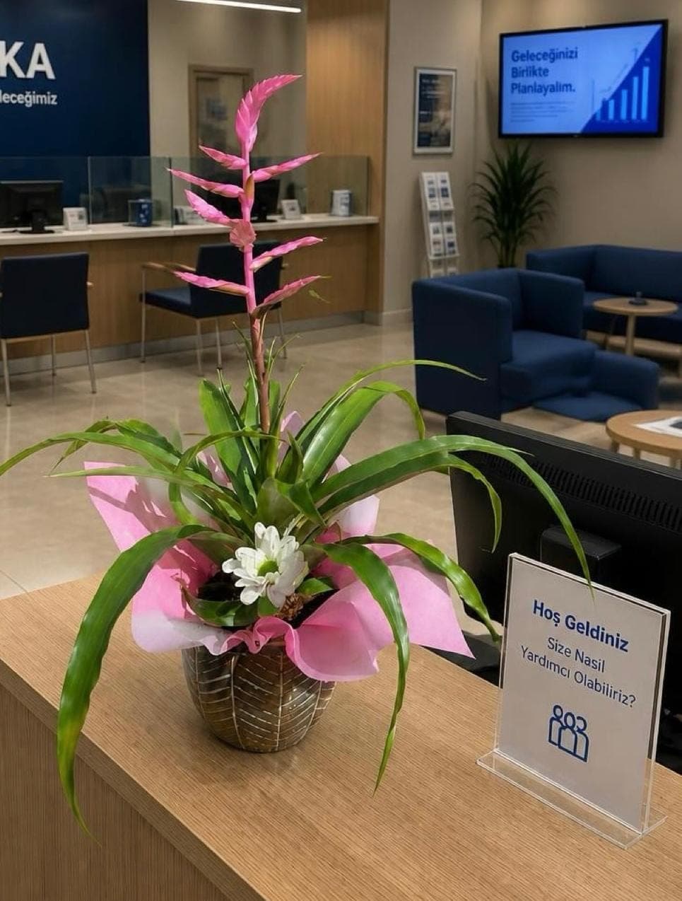 Pembe Tillandsia  - Küçük Görsel 3