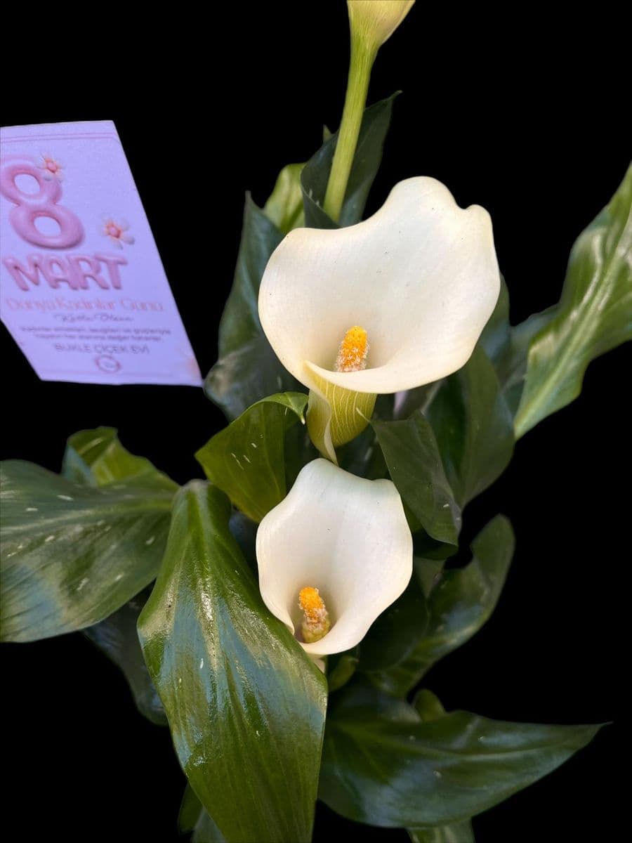 Beyaz Gala Zerafeti - Küçük Görsel 2