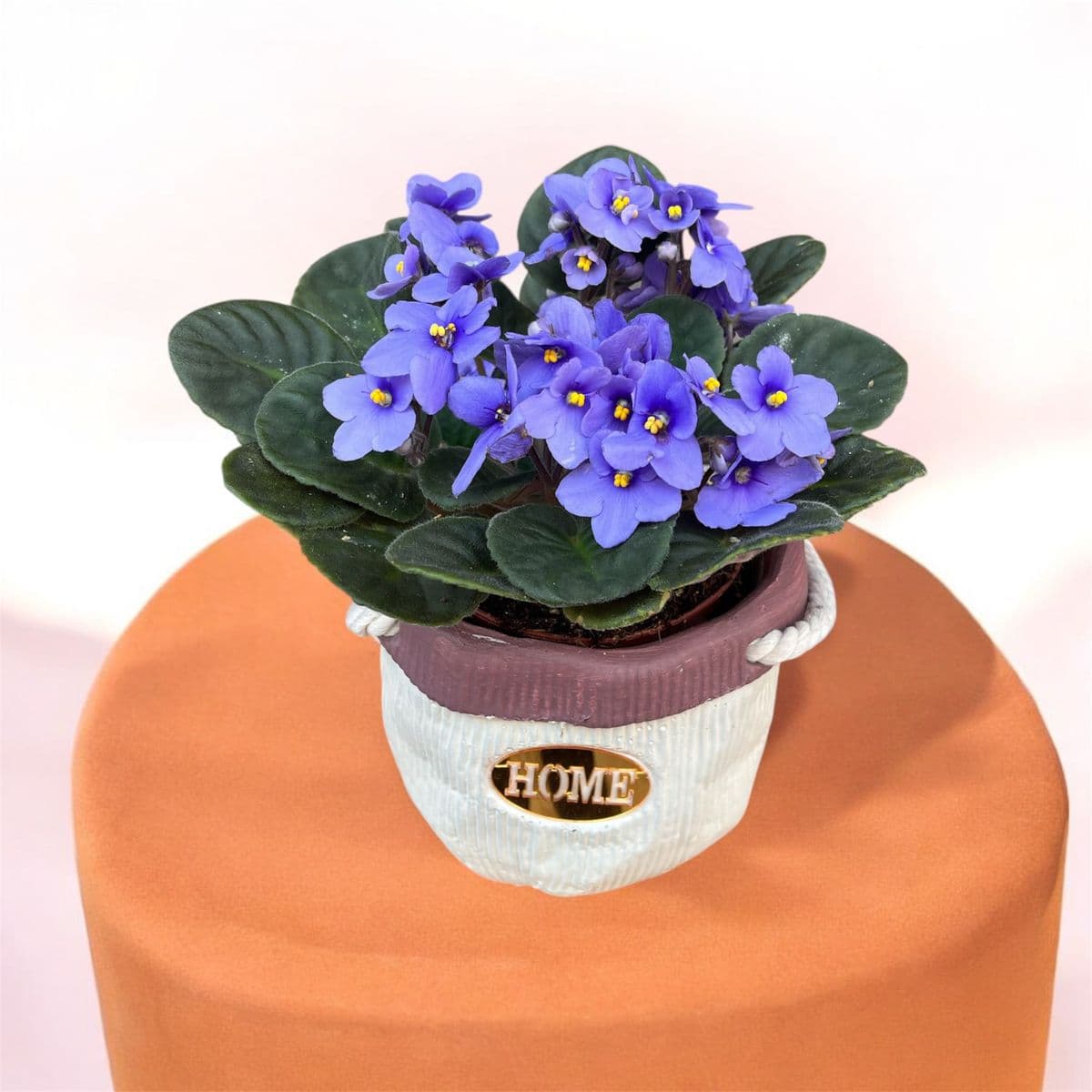 Dekor Saksıda Mor Menekşe