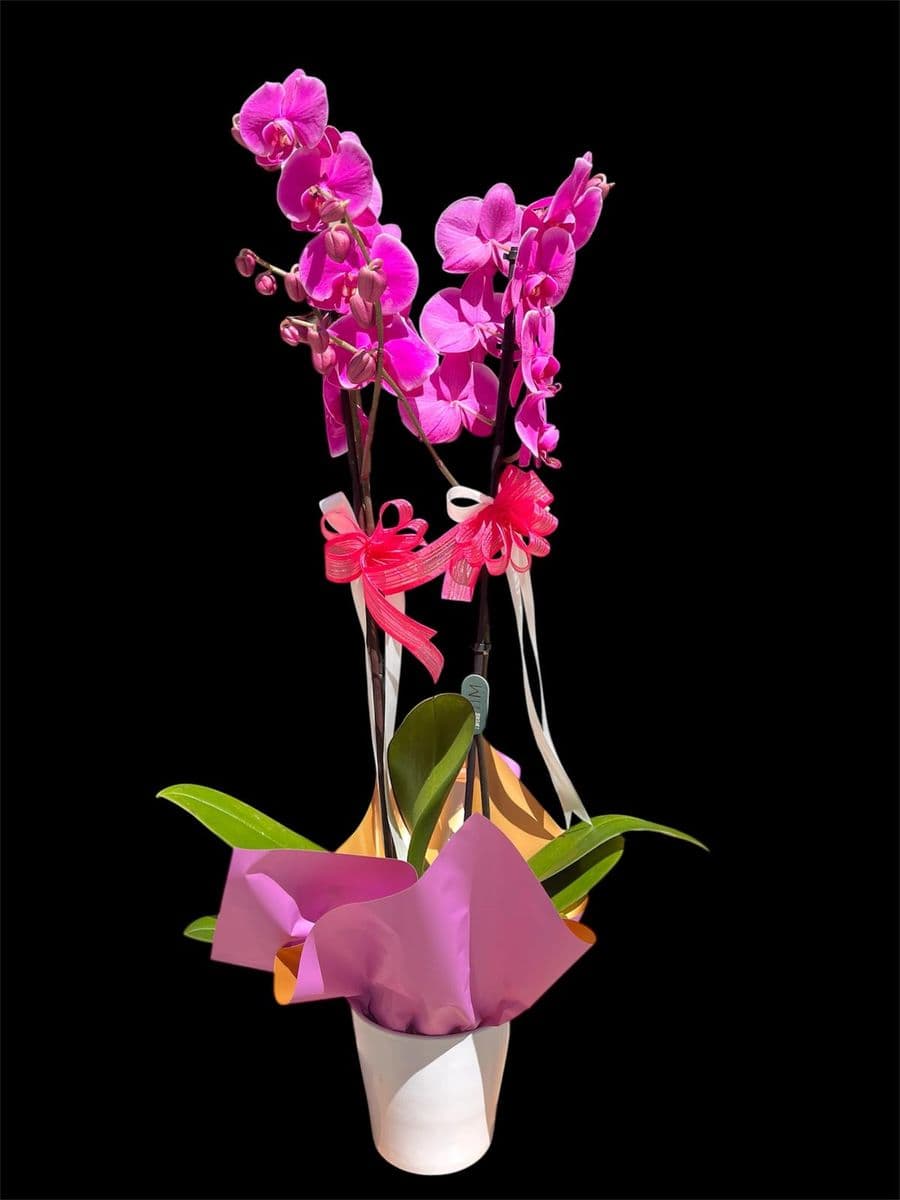 Mor Orkide - Görsel 1