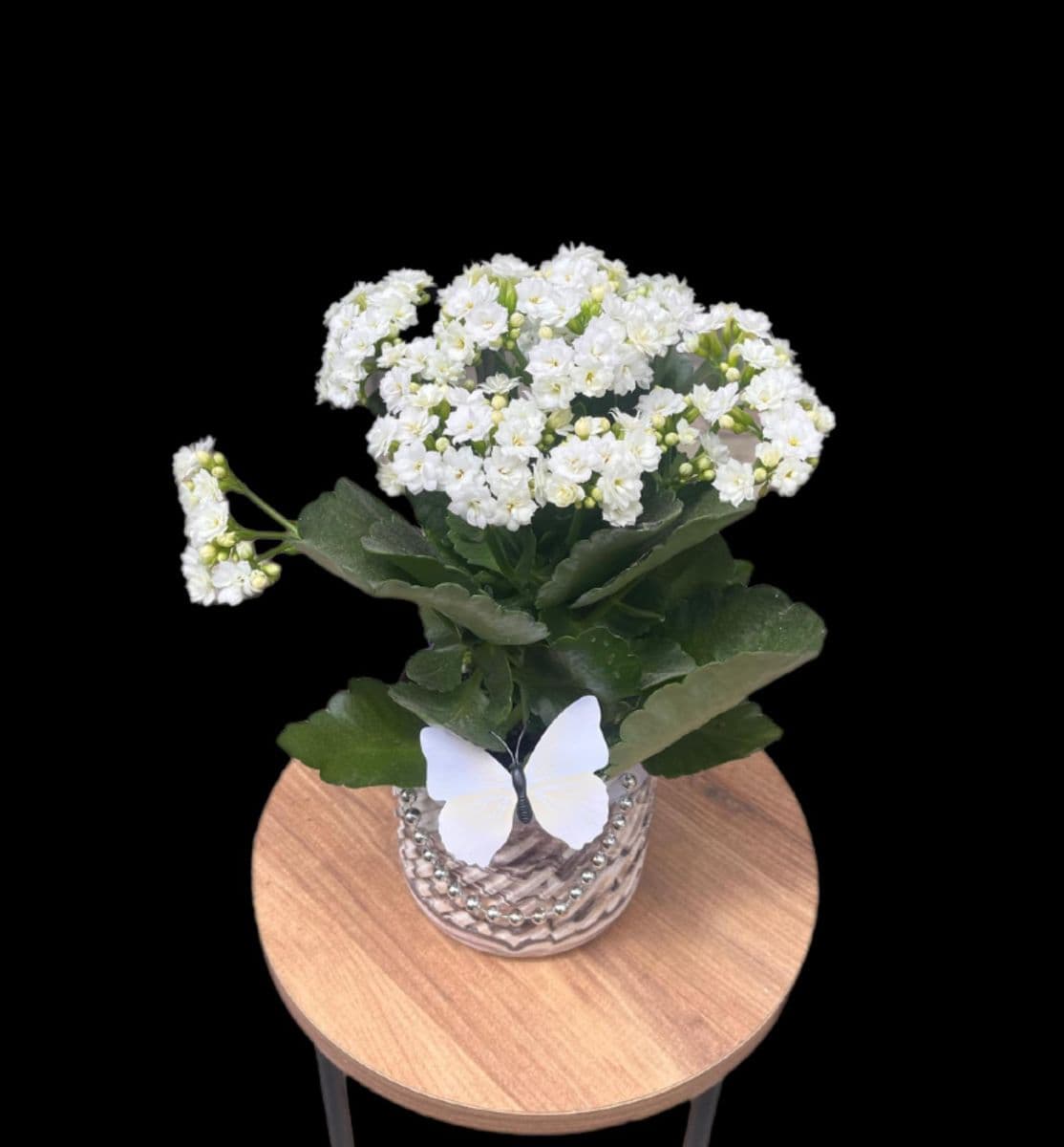 Seramik Saksıda Beyaz Kalanchoe - Görsel 1