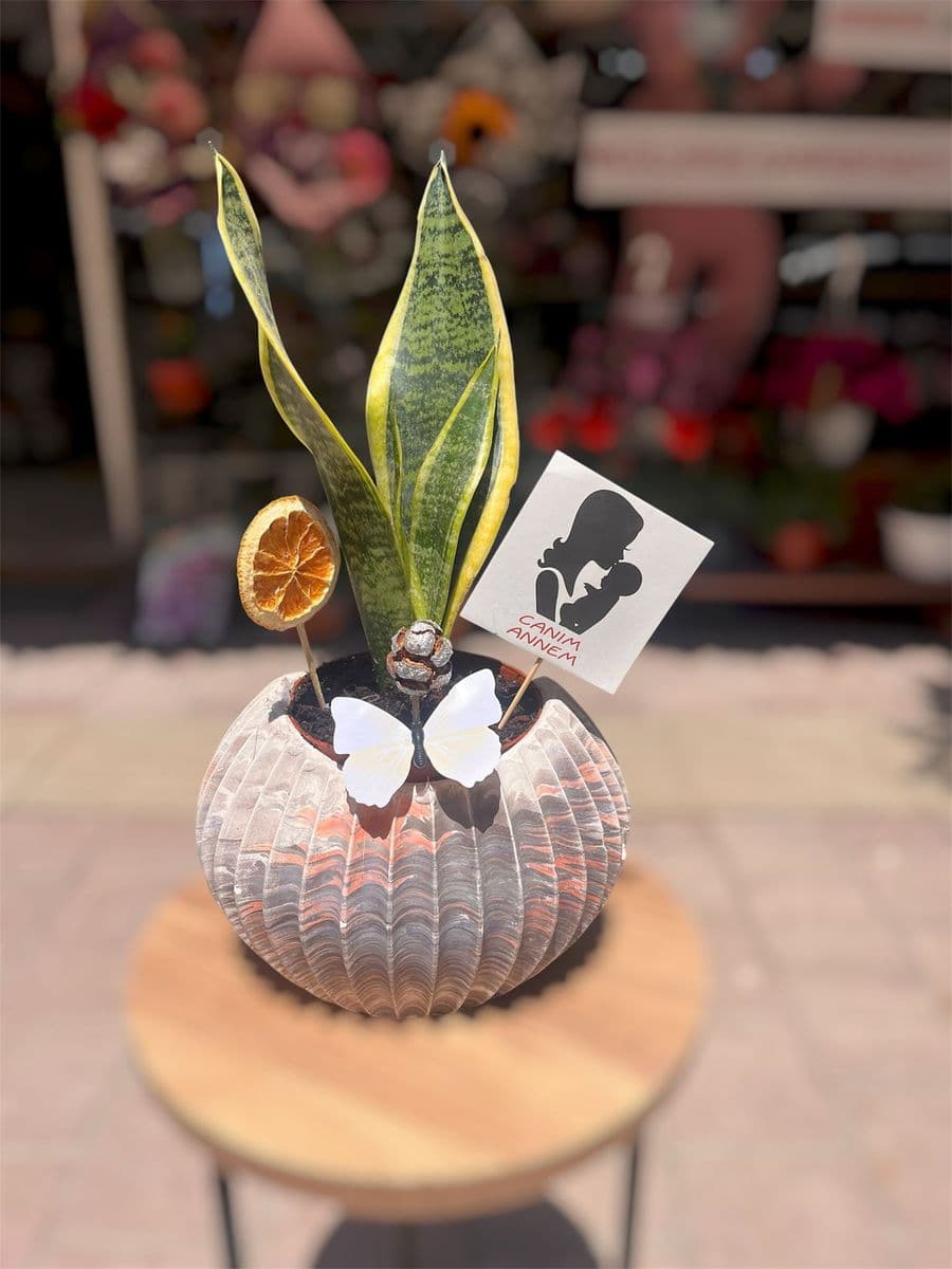 Midye Saksıda Sanseverıa(Kılıç)Çiçeği - Küçük Görsel 2