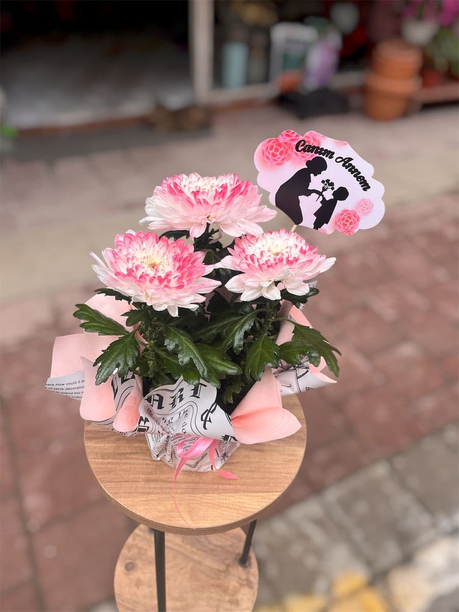 Pembe Anastasia Güzelliği - Küçük Görsel 2