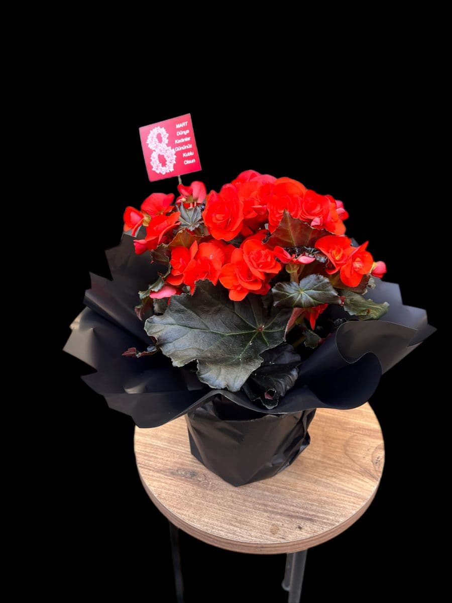 Pembe Begonya Güzelliği - Küçük Görsel 4