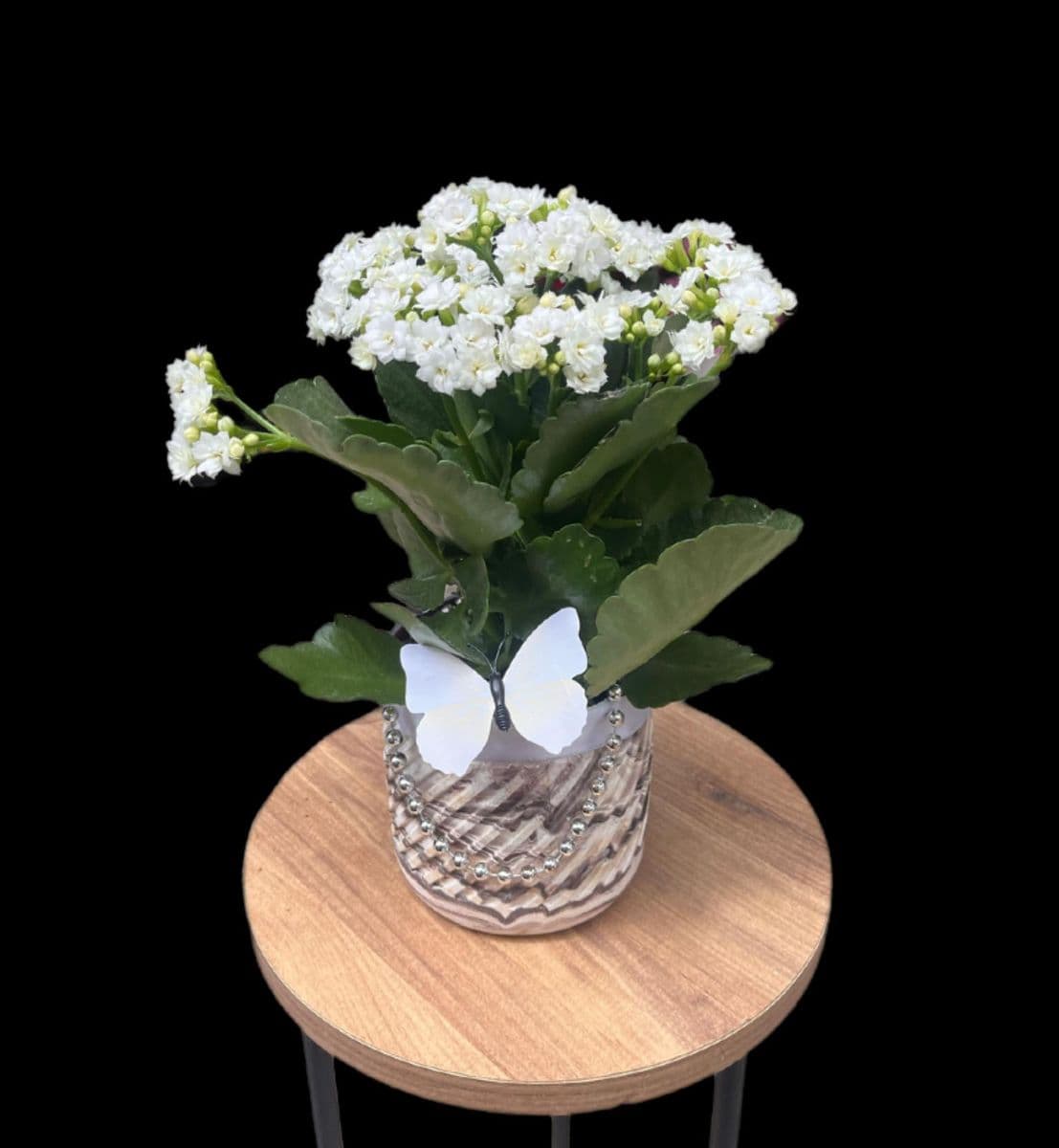 Seramik Saksıda Beyaz Kalanchoe - Küçük Görsel 2