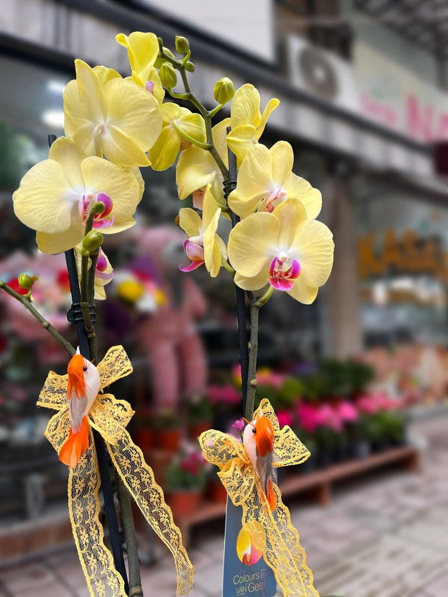 Altın Peri Orkide - Küçük Görsel 2