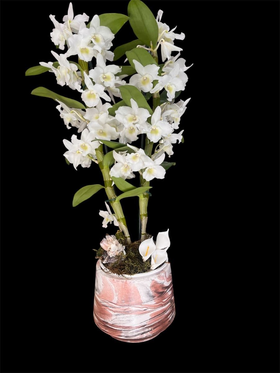 Beyaz Asalet Denderıum - Görsel 1