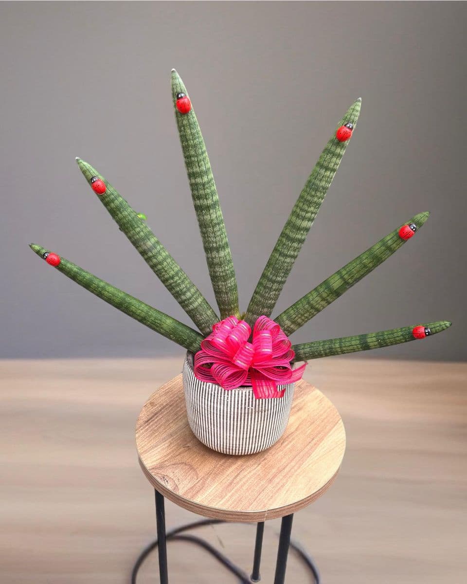 Özel Seri Sanseveria  - Görsel 1