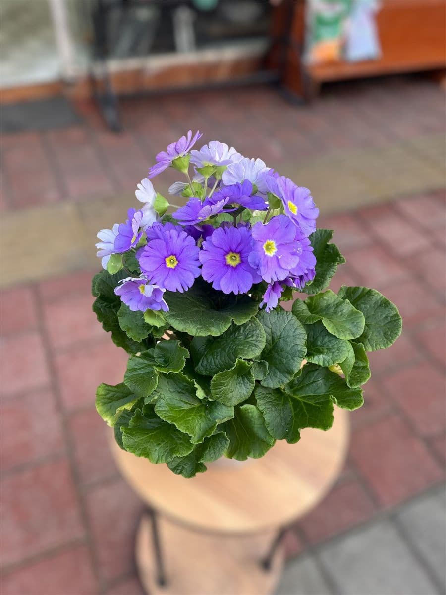 Mor Ve Pembe Renk Onbiray Çiçeği - Görsel 1