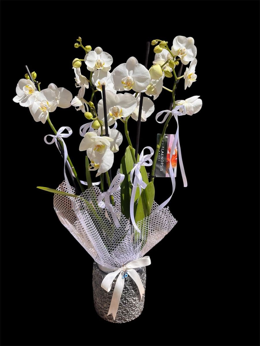 5 Dallı Muhteşem Güzellik  - Görsel 1