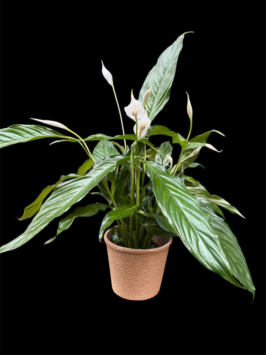 Barış Çiçeği Hasırlı Saksıda - Görsel 1