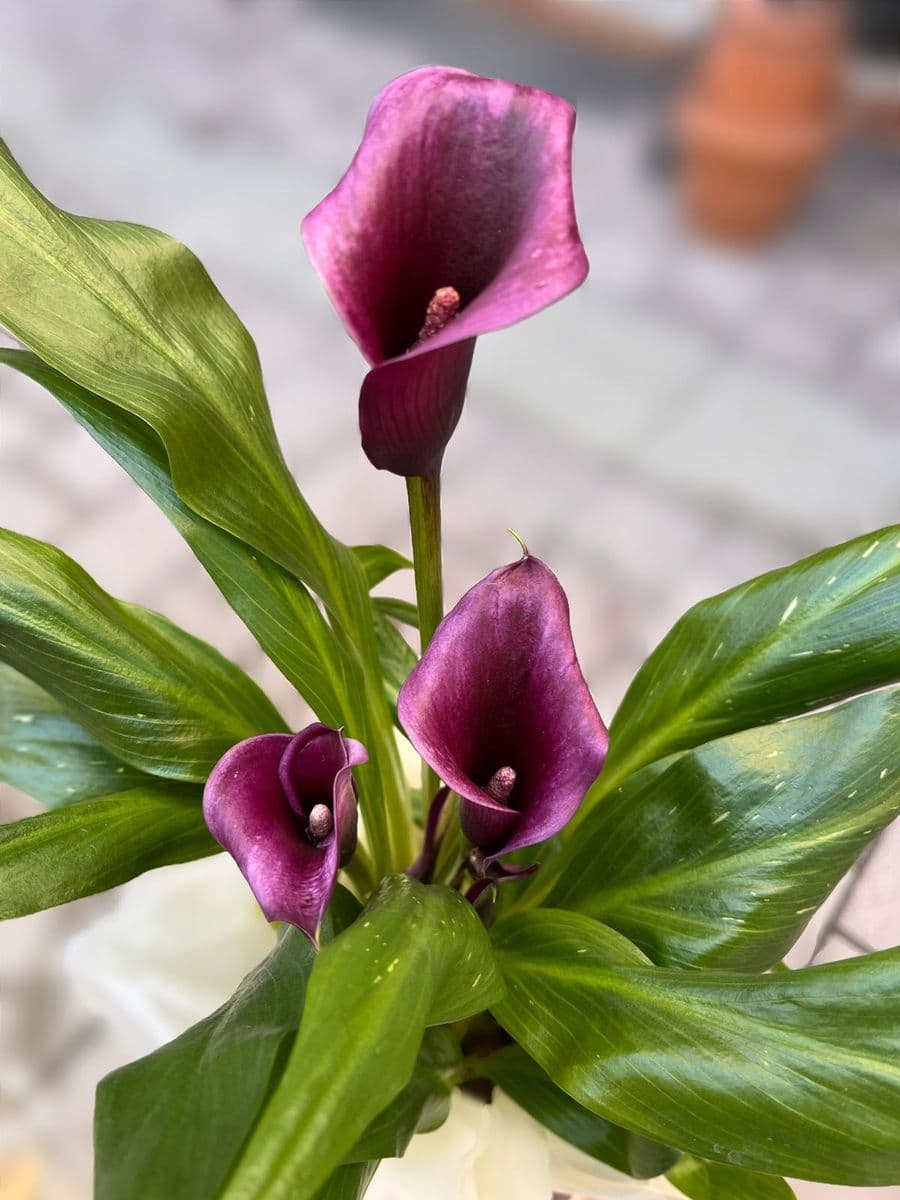 Mor Gala Asaleti - Küçük Görsel 2