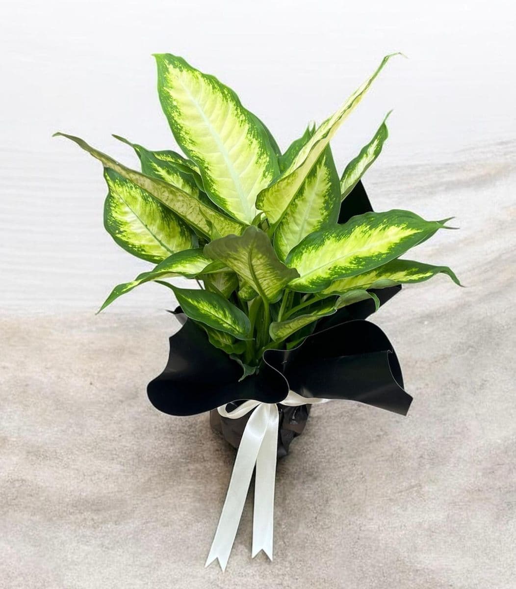 Calethea Güzelliği - Küçük Görsel 2