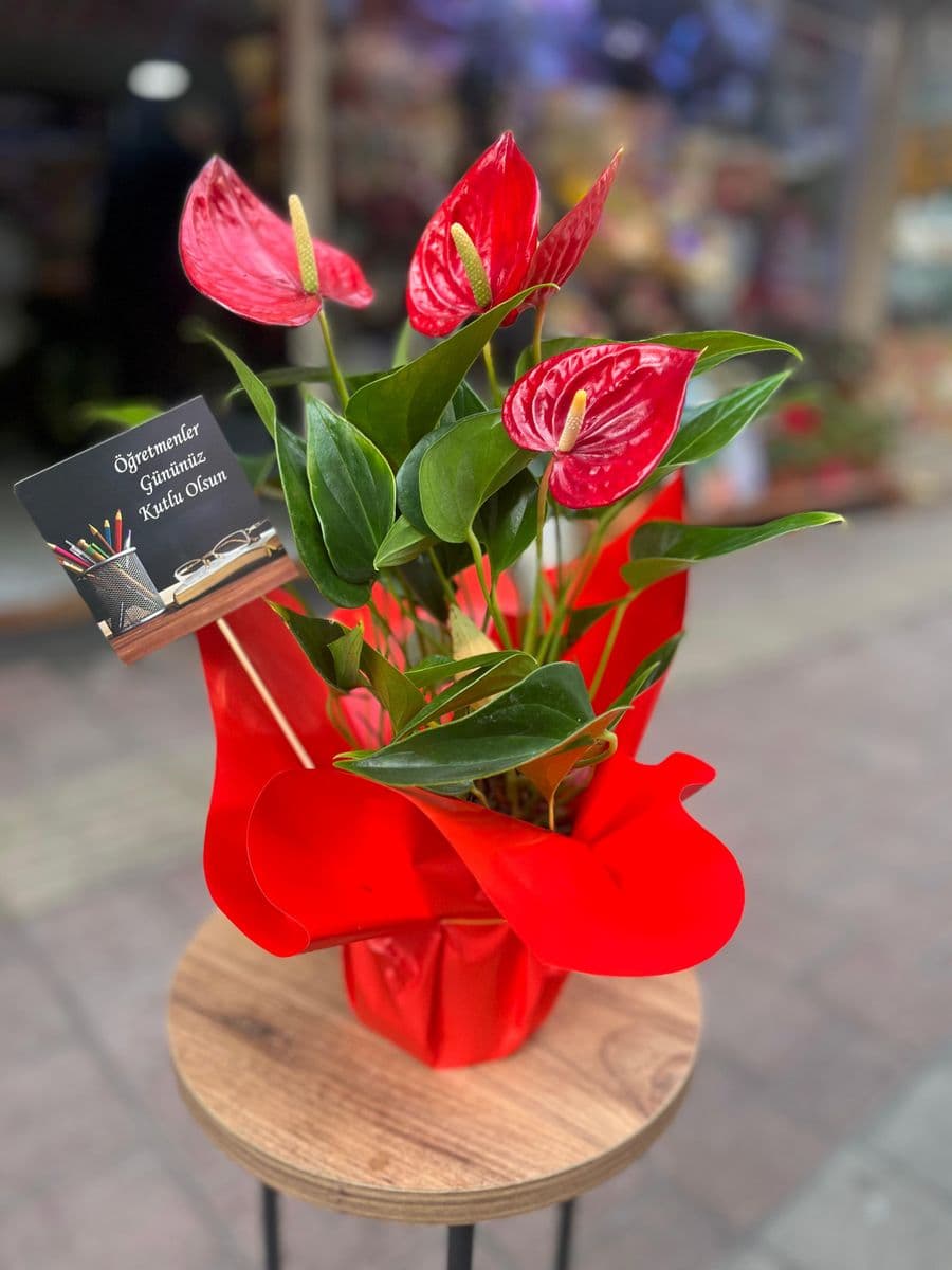 Antoryum - Görsel 1