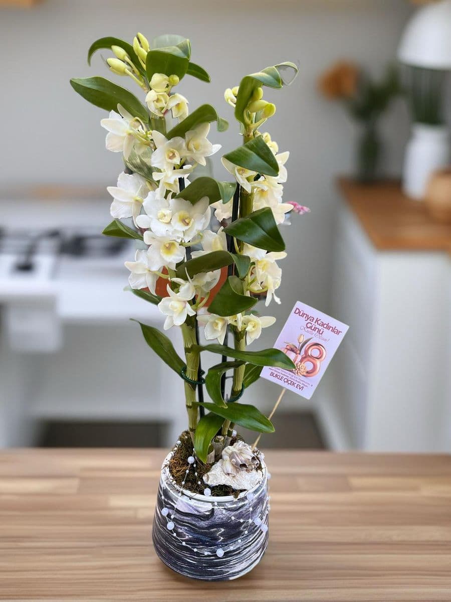 Denderıum Asaleti - Küçük Görsel 2