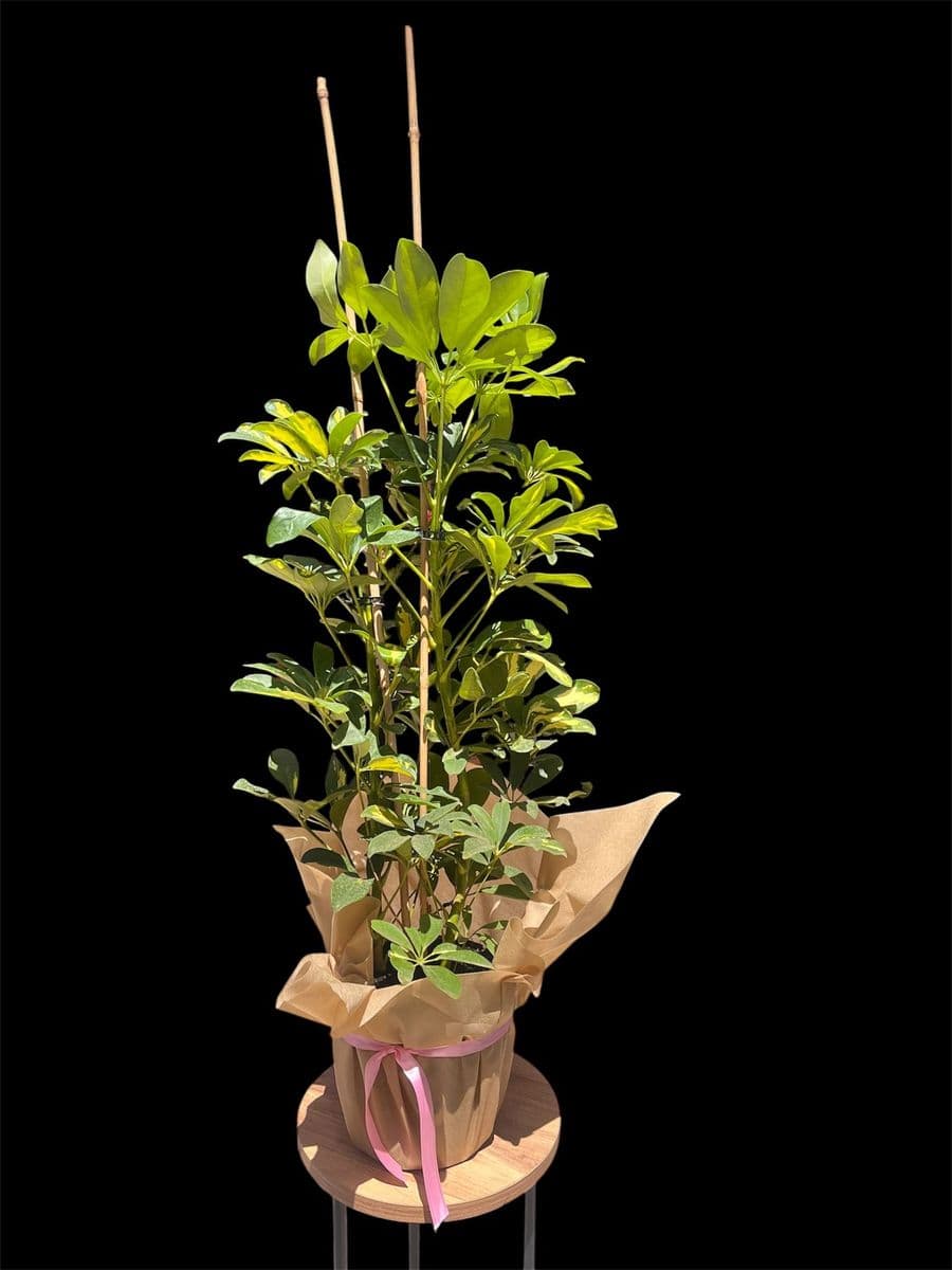 İkili Şeflera - Görsel 1