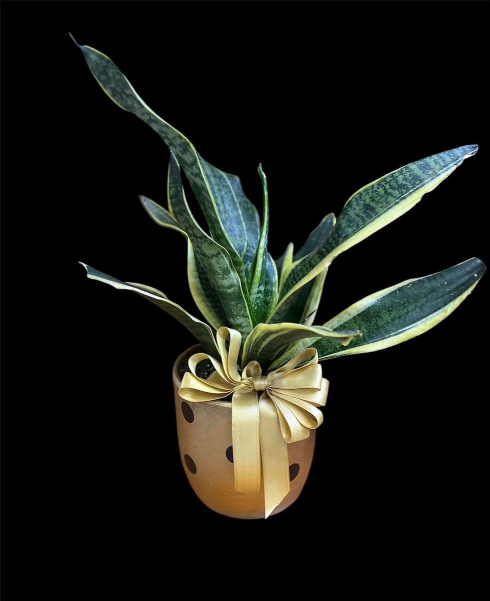 Benekli Saksıda Kılıç Çiçeği - Küçük Görsel 2