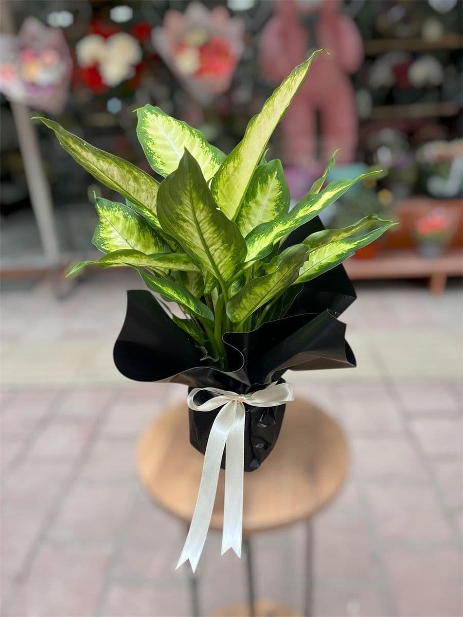 Calethea Güzelliği - Görsel 1