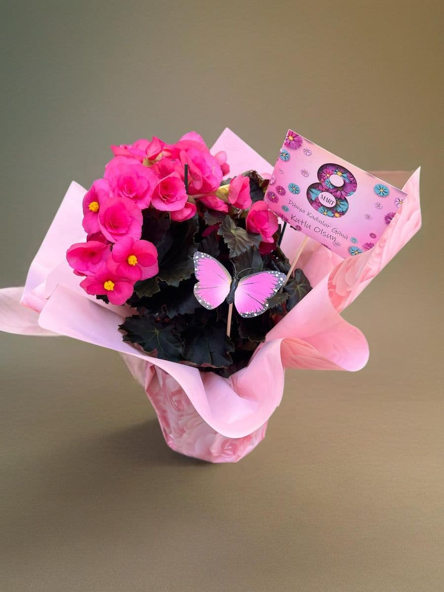 Pembe Begonya Güzelliği - Küçük Görsel 2