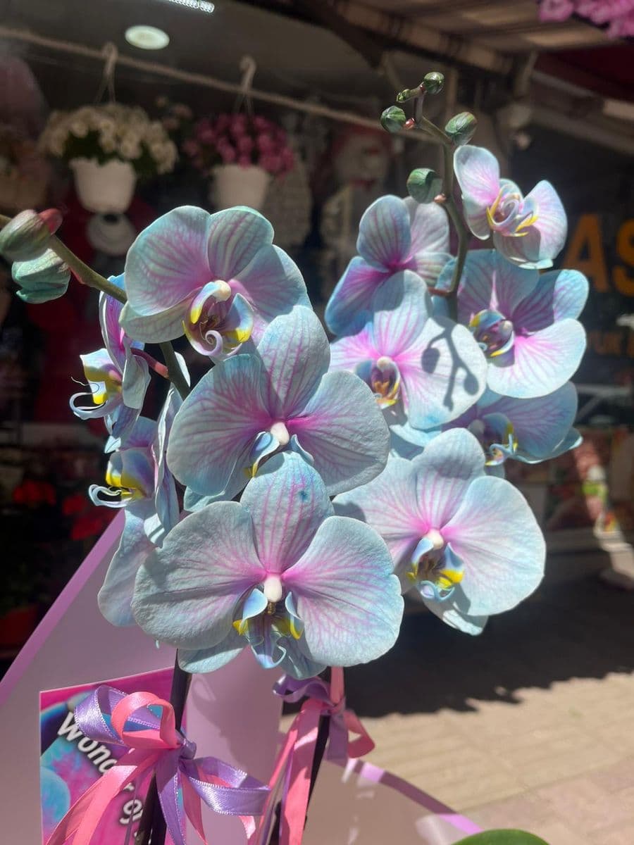 Wonder Orkide Zerafeti - Küçük Görsel 3