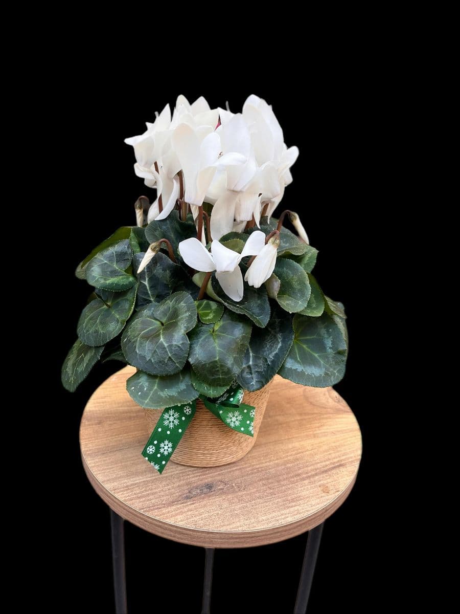 Sıklamen Güzelliği - Küçük Görsel 2