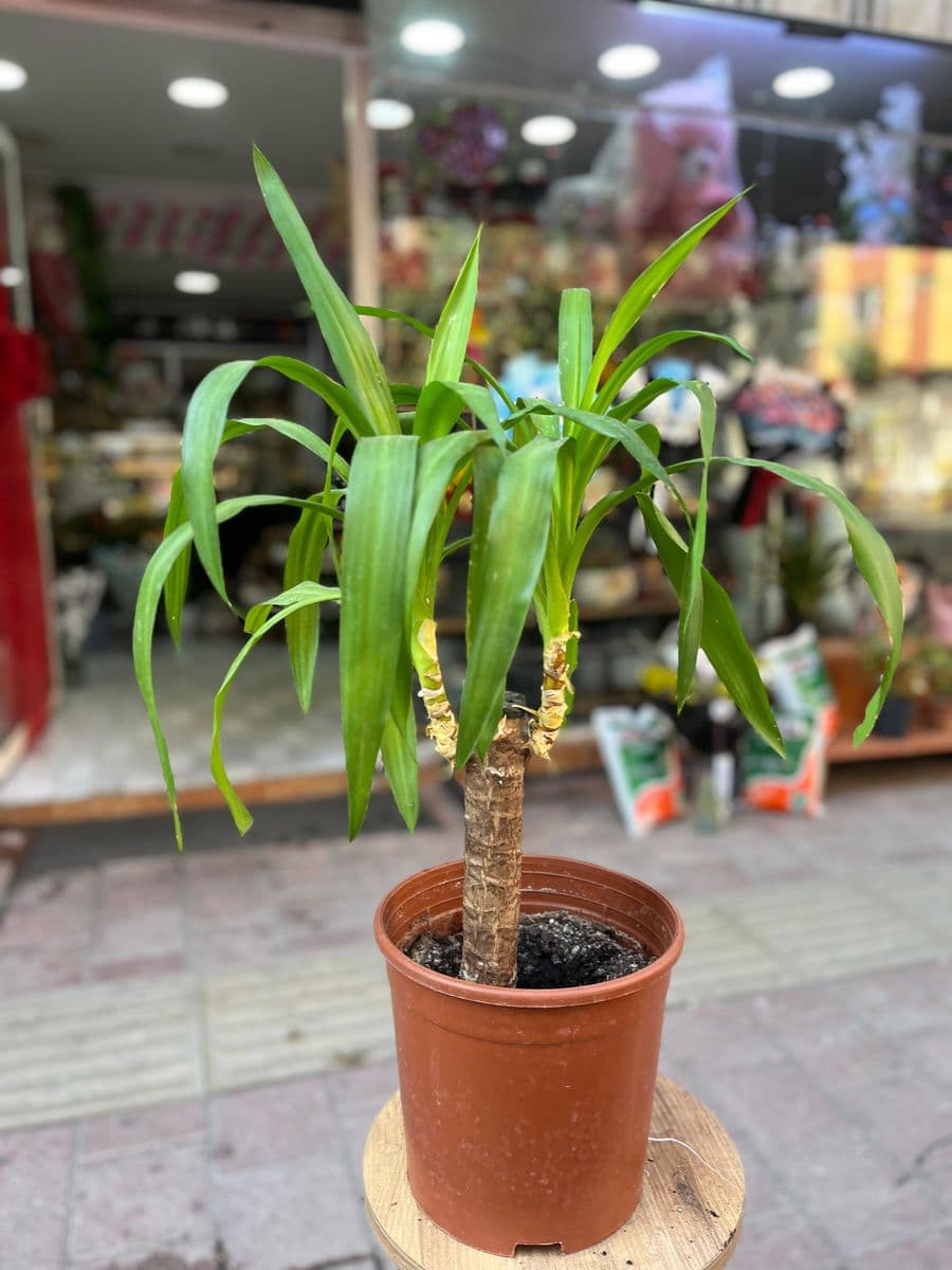 Yucca - Küçük Görsel 2