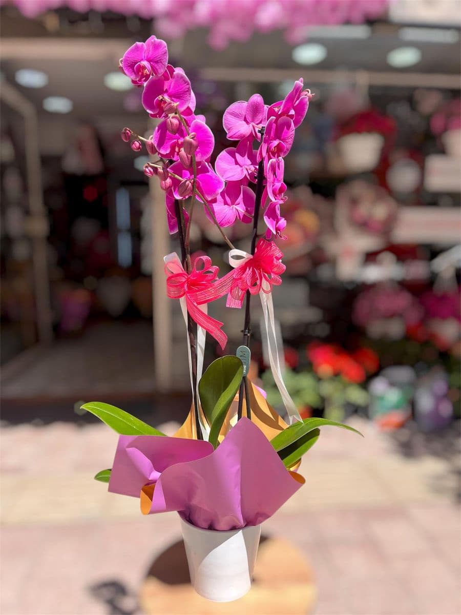 Mor Orkide - Küçük Görsel 2