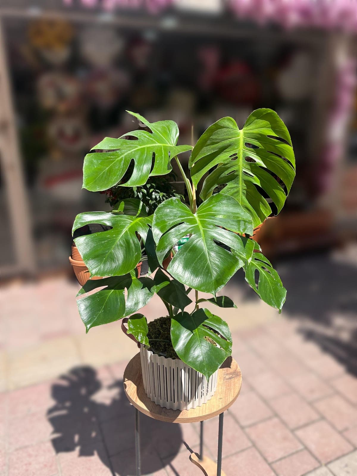 İhtişamlı Güzellik Monstera - Görsel 1