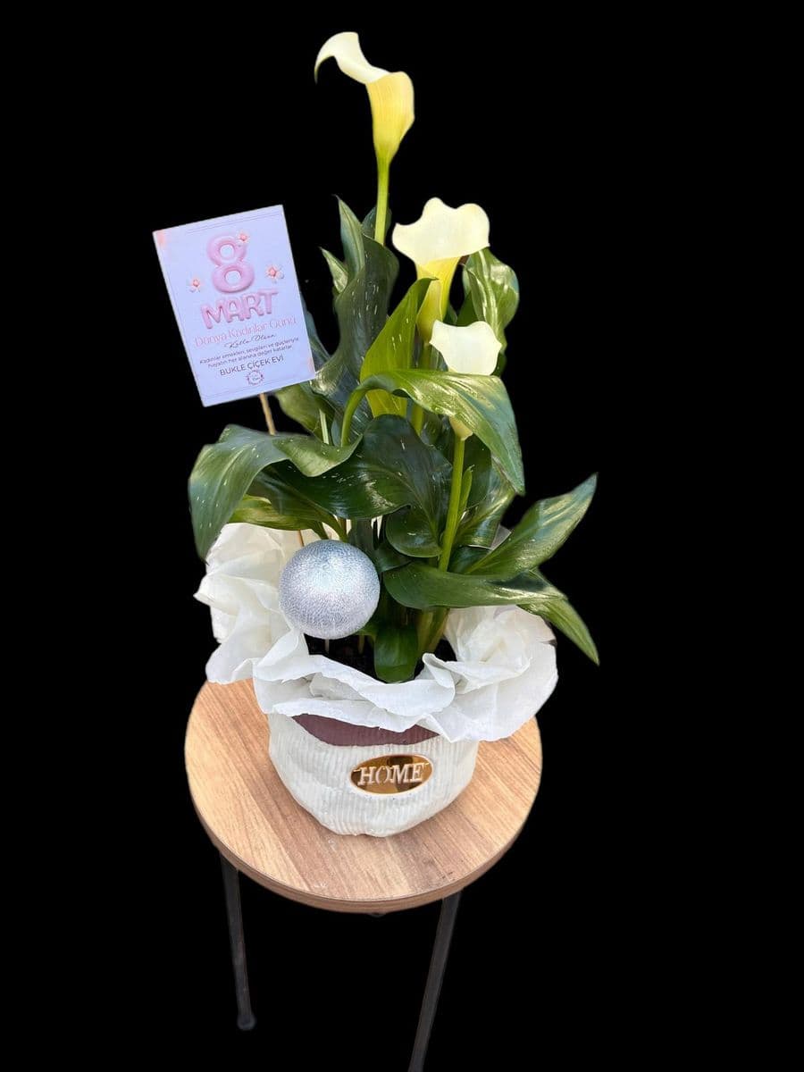 Beyaz Gala Zerafeti - Görsel 1