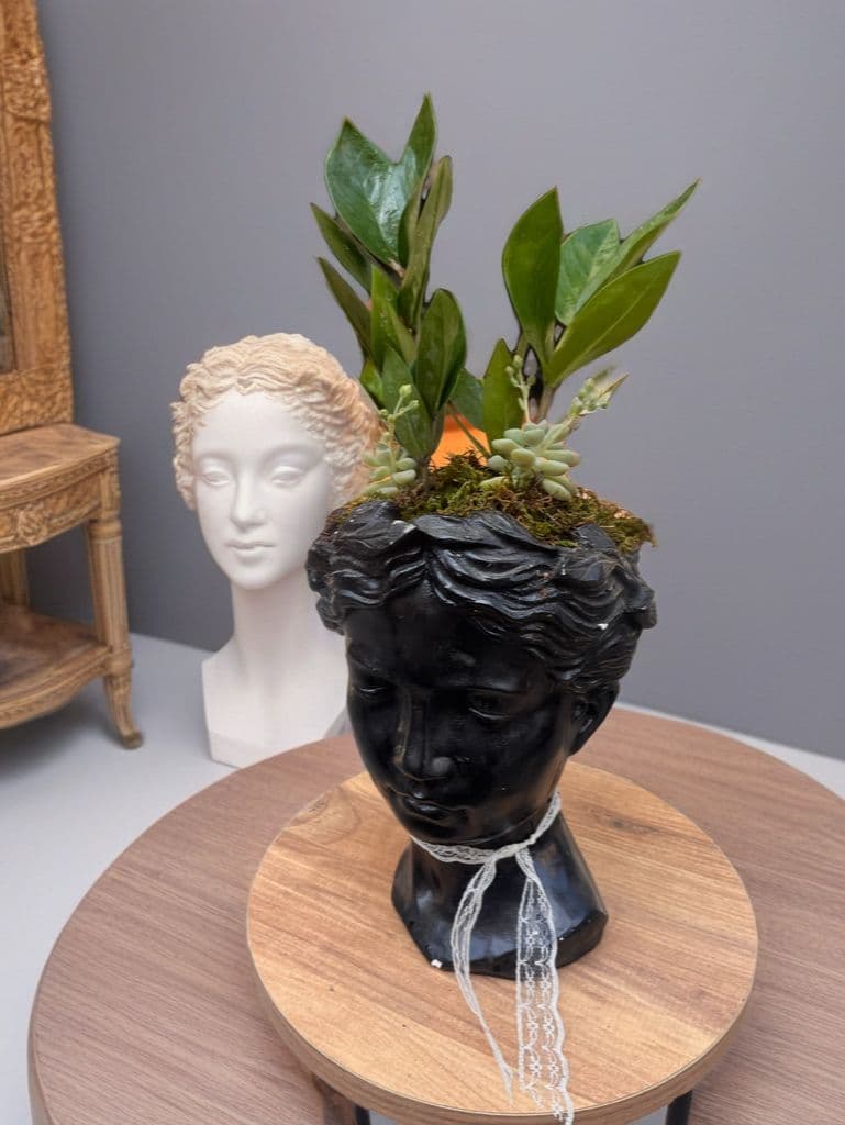 Helen Saksıda Zamia Aranjman - Küçük Görsel 2