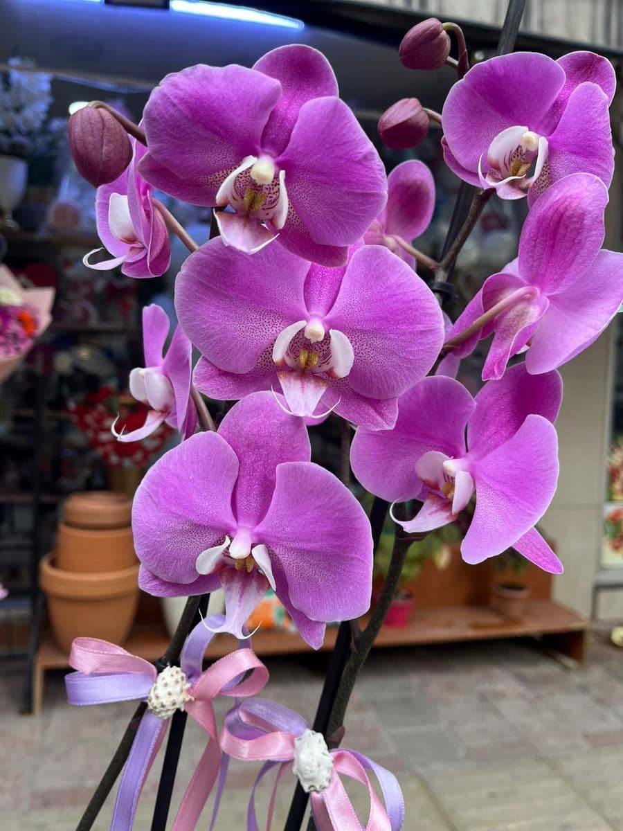 3 Dallı Pembe Orkide - Küçük Görsel 3