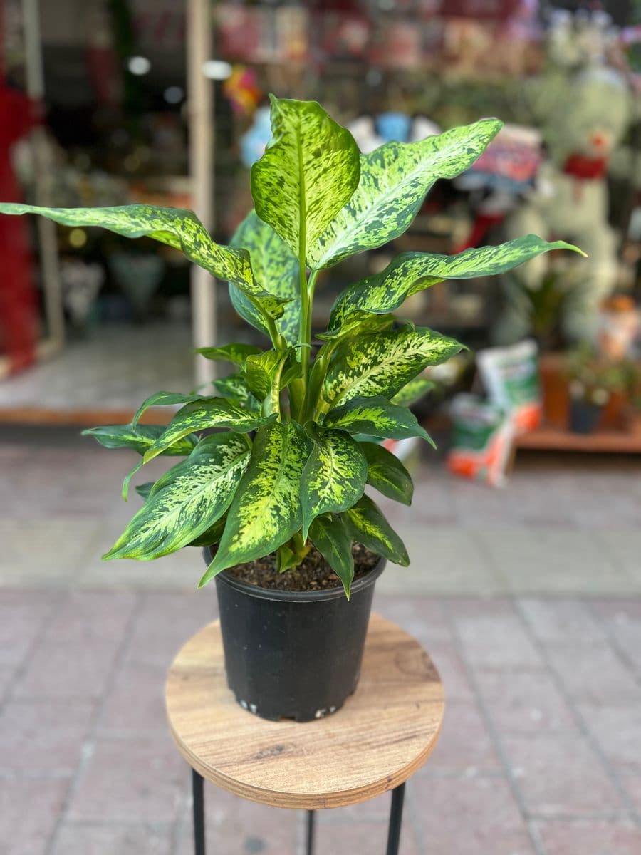 Aglaonema - Küçük Görsel 2