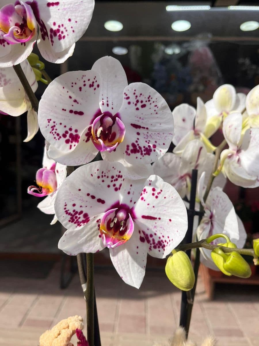 Çift Dallı Çilli Güzellik  - Küçük Görsel 3