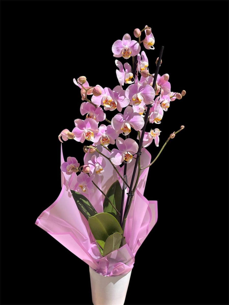 İnci Pembe Orkide