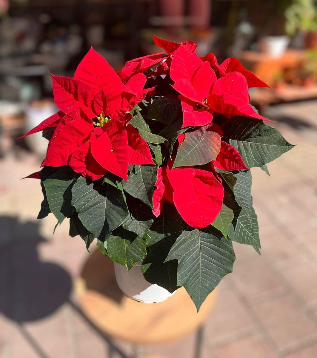 Atatürk Çiçeği Ponsetya - Küçük Görsel 2