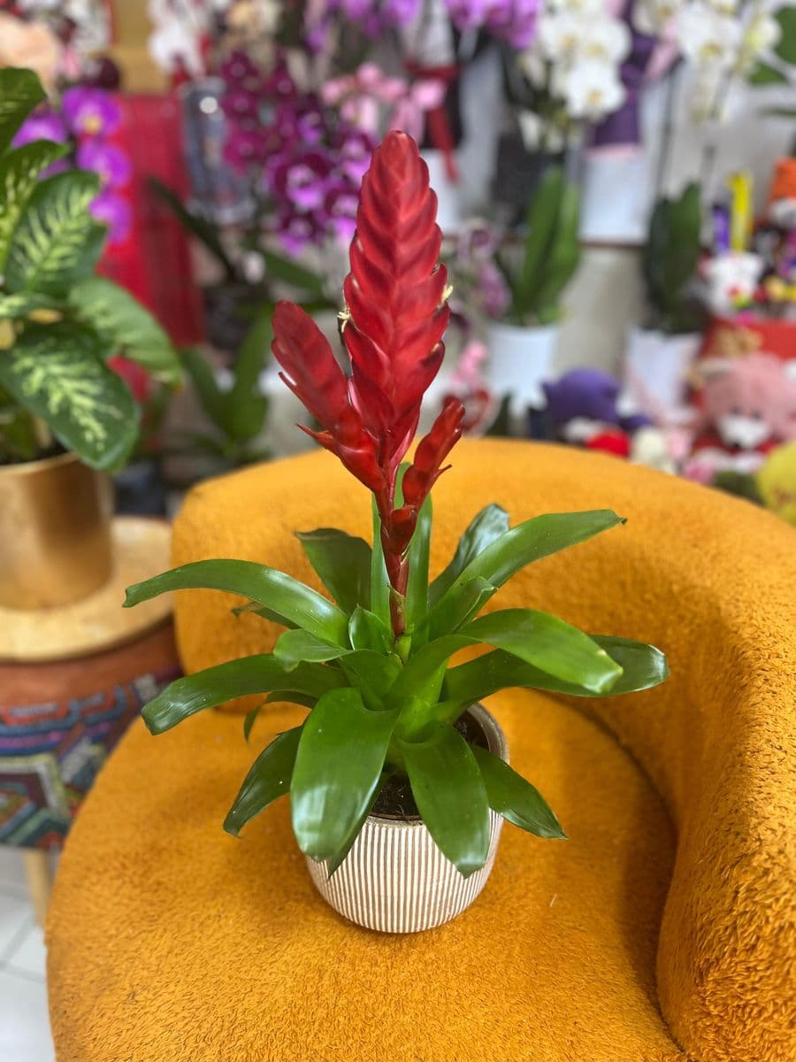 Alev Kılıcı Viresia - Görsel 1