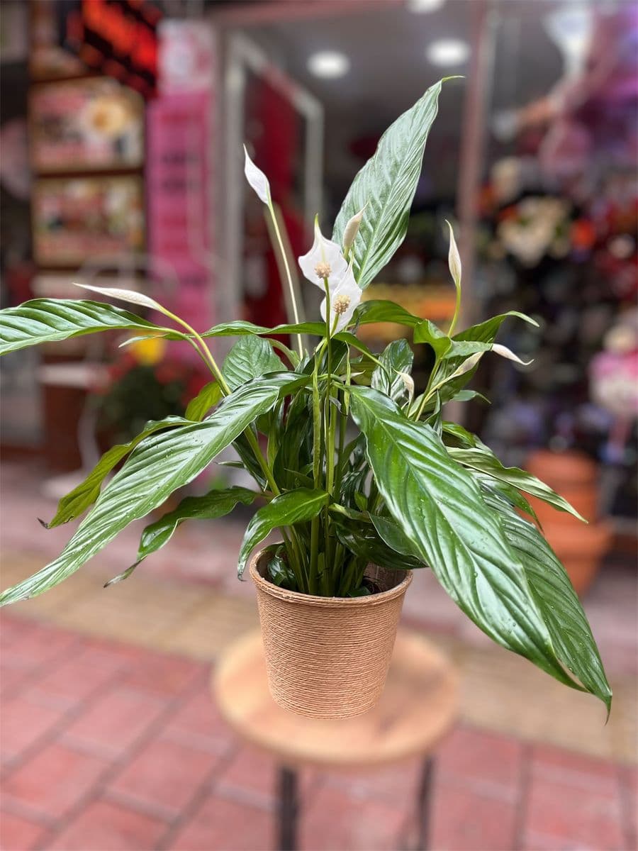 Barış Çiçeği Hasırlı Saksıda - Küçük Görsel 2