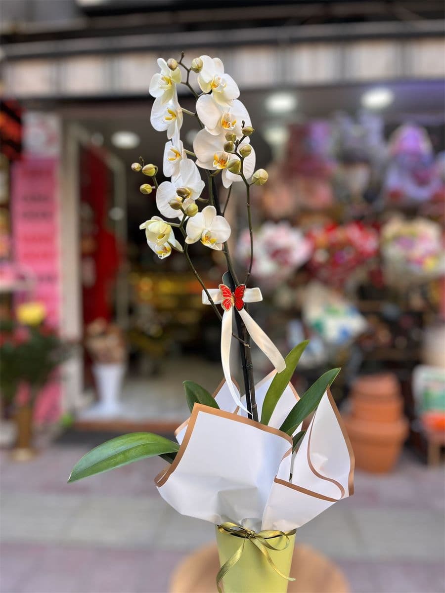 Tek Dallı Orkide - Küçük Görsel 2