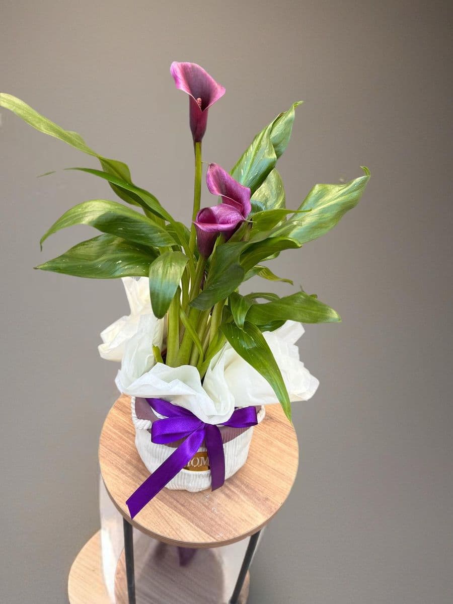 Mor Gala Asaleti - Görsel 1