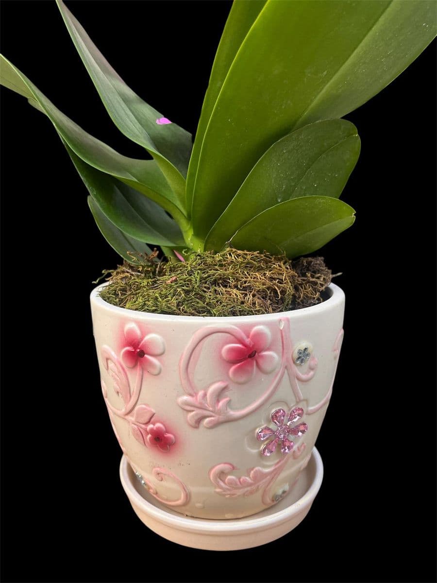 Taşlı Dekor Saksıda Lıke Orkide - Küçük Görsel 2