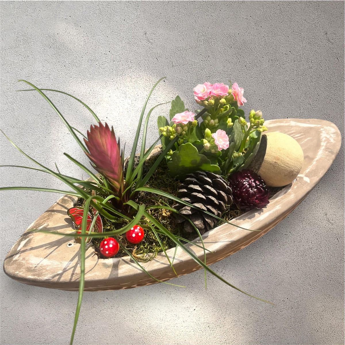 Büyük Sandalda  Viresia Ve Kalanchoe - Küçük Görsel 3