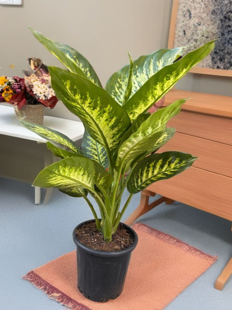 Difenbahya Güzeli - Küçük Görsel 2