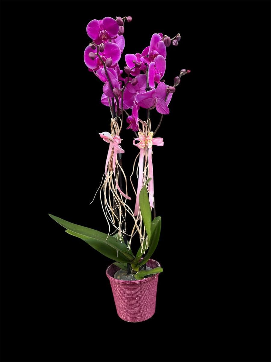 Çift Dallı Mor Orkide