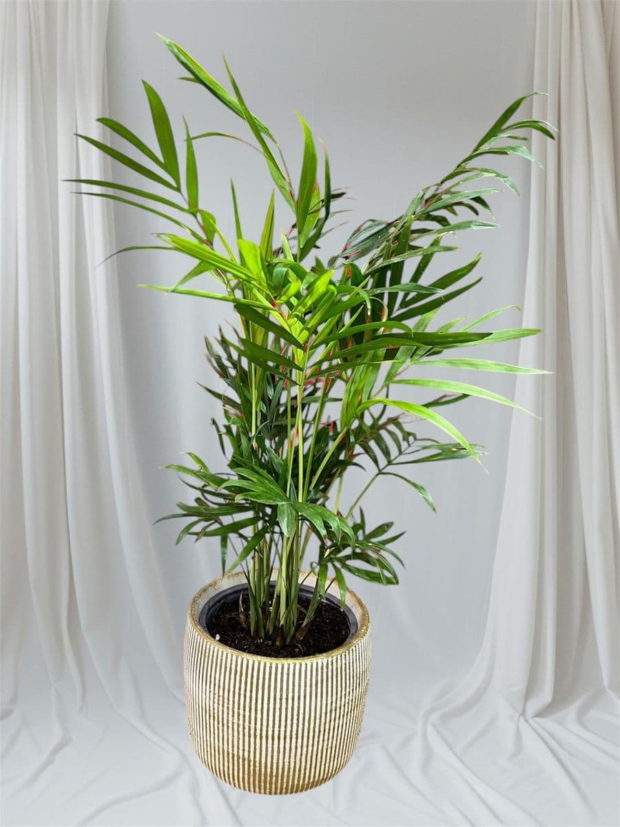 Dekor Saksıda Chamaedorea