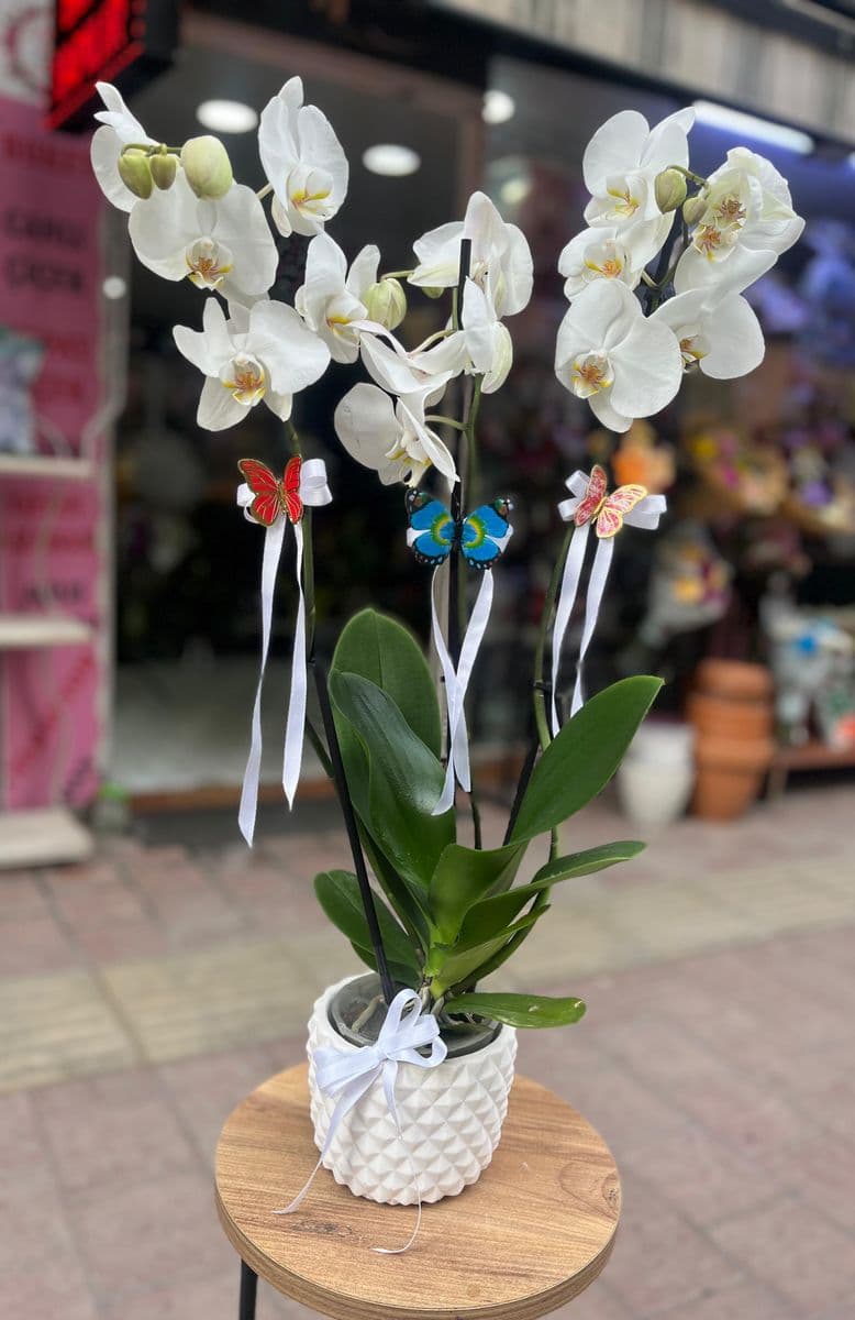 3 Dallı Saksıda Beyaz Orkide