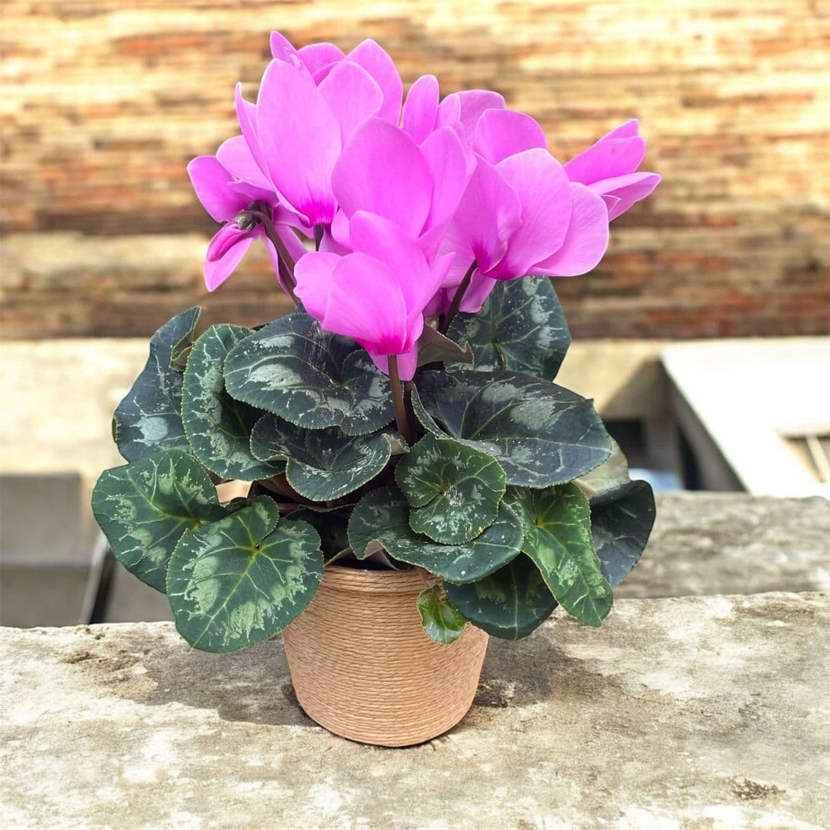 Hasırlı Saksıda Pembe Sıklamen