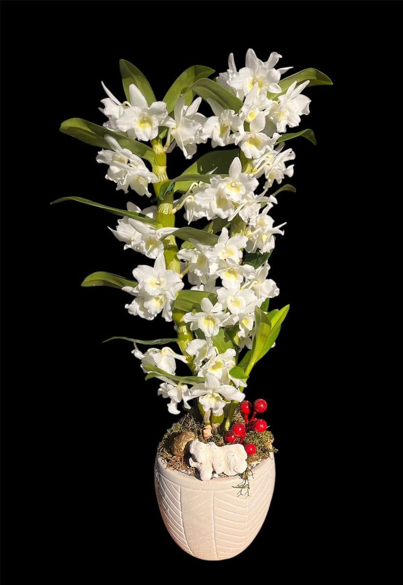 Mis Kokulu Bambu Orkide Denderıum