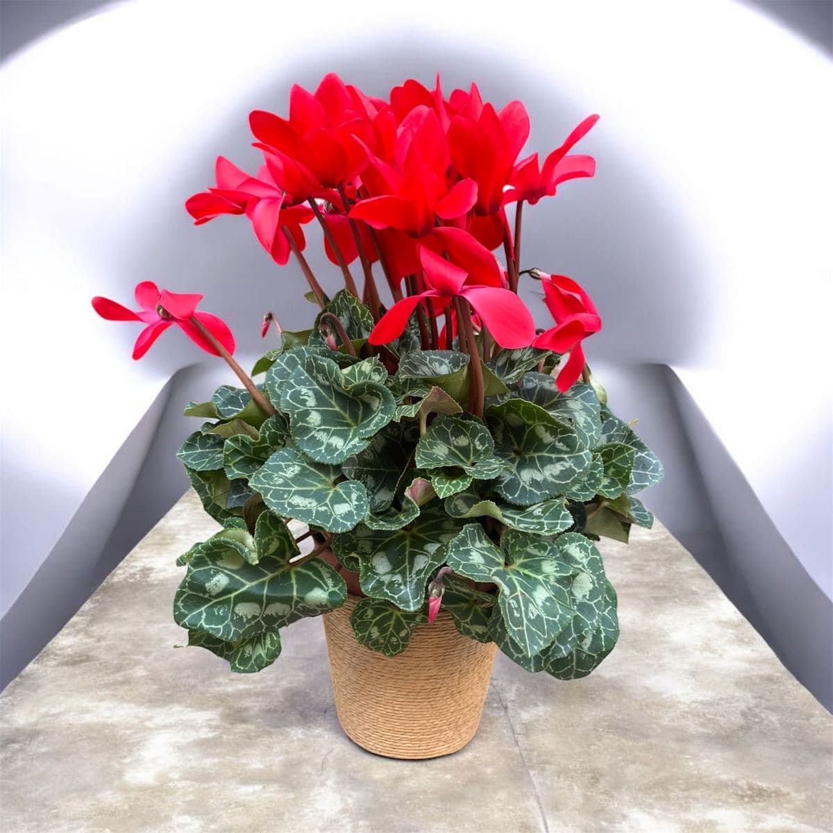 Hasırlı Saksıda Kırmızı Sıklamen